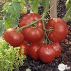 Plants de tomates 'Dona' F1 : barquette de 6 plants
